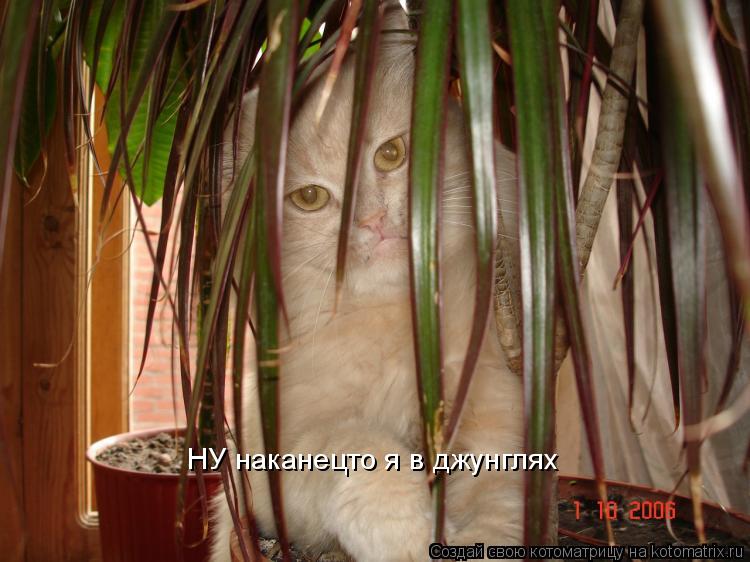 Котоматрица: НУ наканецто я в джунглях