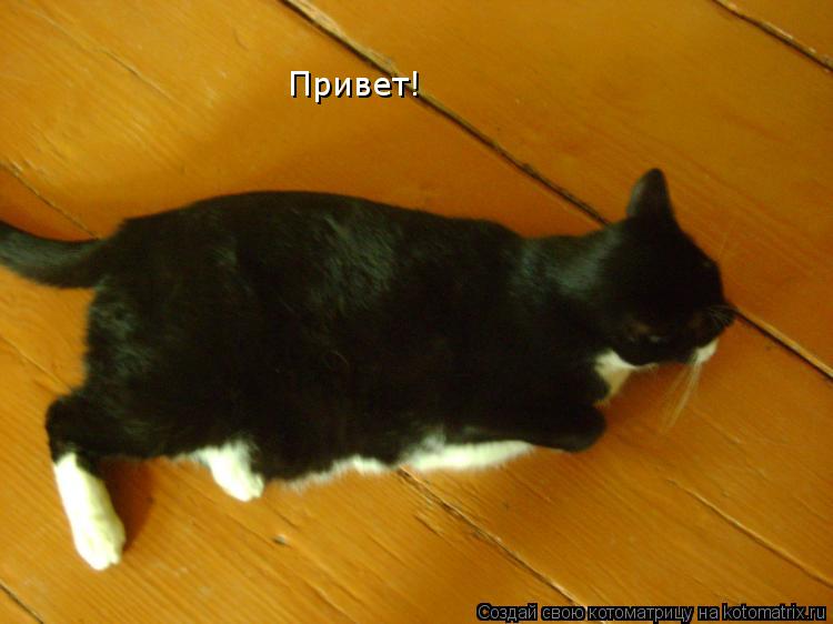 Котоматрица: Привет!