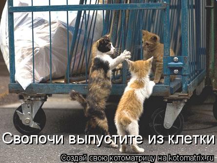 Сволочи выпустите из клетки... Котоматрица: Сволочи выпустите из клетки
