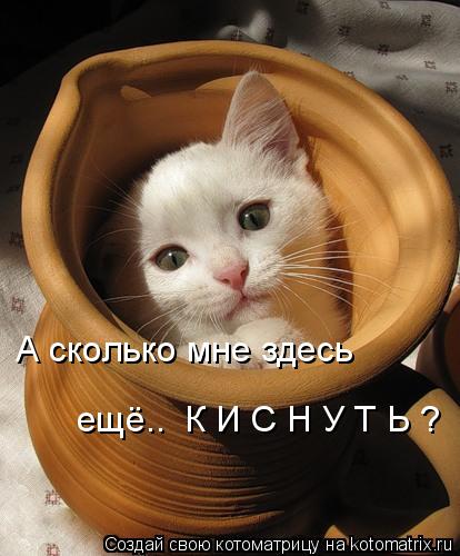 А сколько мне здесь ещё.. К И С Н У Т Ь ?... Котоматрица: А сколько мне здесь ещё.. К И С Н У Т Ь ?