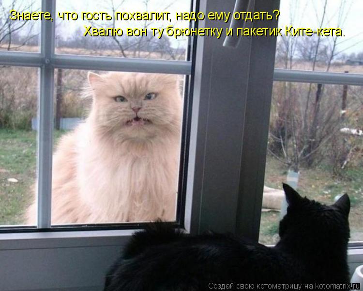 Знаете, что гость похвалит, надо ему отдать? Хвалю вон ту брюнетку и пакетик Ките-кета.... Котоматрица: Знаете, что гость похвалит, надо ему отдать? Хвалю вон ту брюнетку и пакетик Ките-кета.