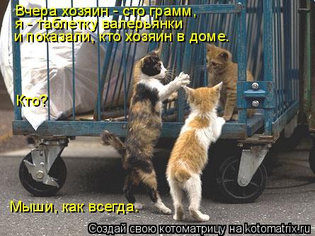 Вчера хозяин - сто грамм, я - таблетку валерьянки и показали, кто хозяин в доме. Кто? Мыши, как в... Котоматрица: Вчера хозяин - сто грамм, я - таблетку валерьянки и показали, кто хозяин в доме. Кто? Мыши, как всегда.
