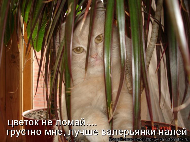 грустно мне, лучше валерьянки налей цветок не ломай....... Котоматрица: грустно мне, лучше валерьянки налей цветок не ломай....