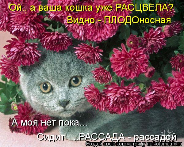 Ой.. а ваша кошка уже РАСЦВЕЛА? А моя нет пока... Сидит ..РАССАДА - рассадой Видно - ПЛОДОносная... Котоматрица: Ой.. а ваша кошка уже РАСЦВЕЛА? А моя нет пока... Сидит ..РАССАДА - рассадой Видно - ПЛОДОносная