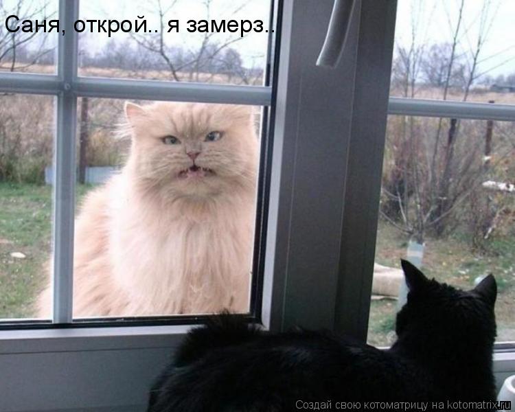 Саня, открой.. я замерз..... Котоматрица: Саня, открой.. я замерз..