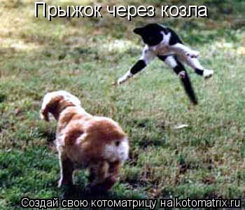 Прыжок через козла... Котоматрица: Прыжок через козла