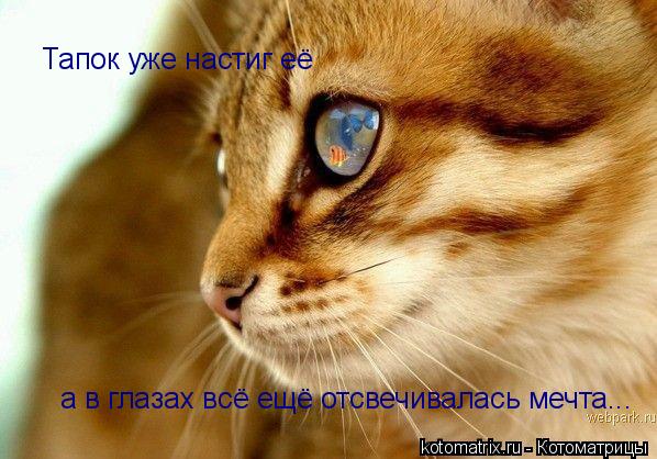 Тапок уже настиг её а в глазах всё ещё отсвечивалась мечта...... Котоматрица: Тапок уже настиг её а в глазах всё ещё отсвечивалась мечта...