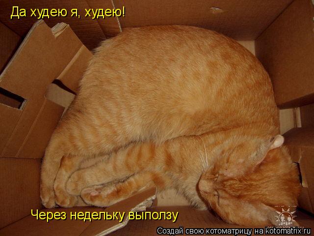 Да худею я, худею! Через недельку выползу... Котоматрица: Да худею я, худею! Через недельку выползу