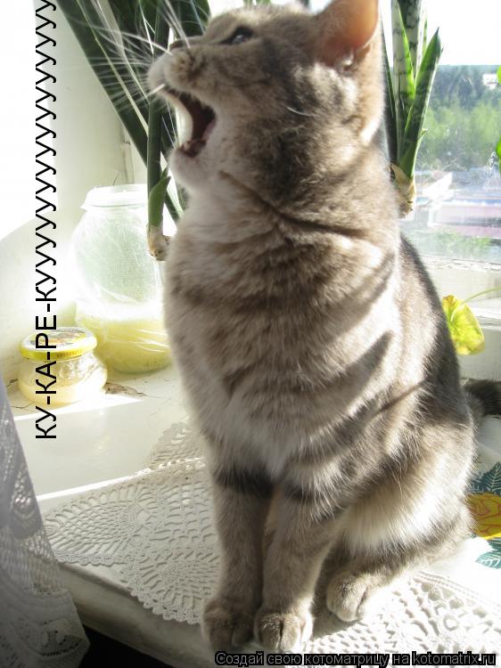 КУ-КА-РЕ-КУУУУУУУУУУУУУУУУ... Котоматрица: КУ-КА-РЕ-КУУУУУУУУУУУУУУУУ