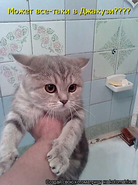 Может все-таки в Джакузи????... Котоматрица: Может все-таки в Джакузи????
