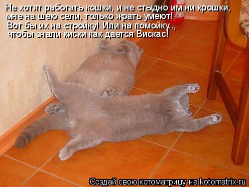 Котоматрица: Не хотят работать кошки, и не стыдно им ни крошки, мне на шею сели, только жрать умеют! Вот бы их на стройку! Или на помойку.., чтобы знали киски