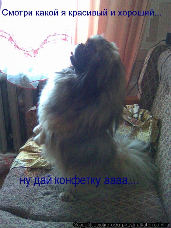 Котоматрица: Смотри какой я красивый и хороший... ну дай конфетку аааа....