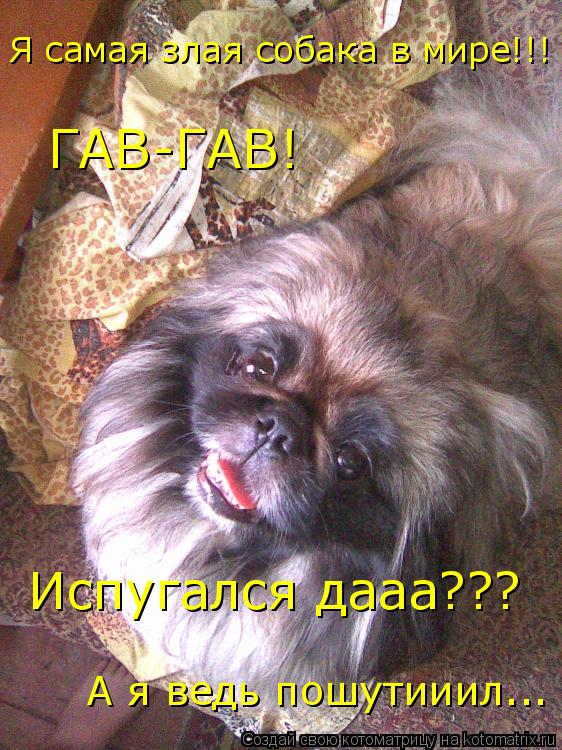 Котоматрица: Я самая злая собака в мире!!! ГАВ-ГАВ! Испугался дааа??? А я ведь пошутииил...