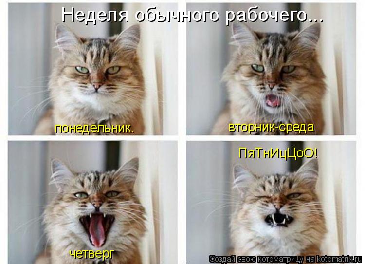 Котоматрица: понедельник. вторник-среда четверг ПяТнИцЦоО! Неделя обычного рабочего...