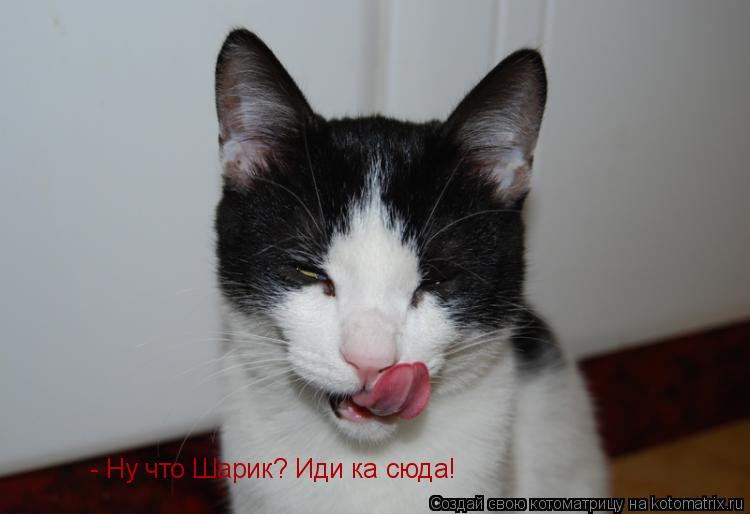 - Ну что Шарик? Иди ка сюда!... Котоматрица: - Ну что Шарик? Иди ка сюда!