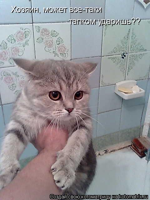 Хозяин, может все-таки тапком ударишь??... Котоматрица: Хозяин, может все-таки тапком ударишь??