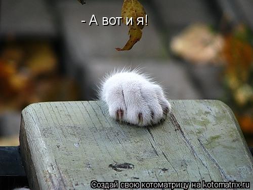 - А вот и я!... Котоматрица: - А вот и я!