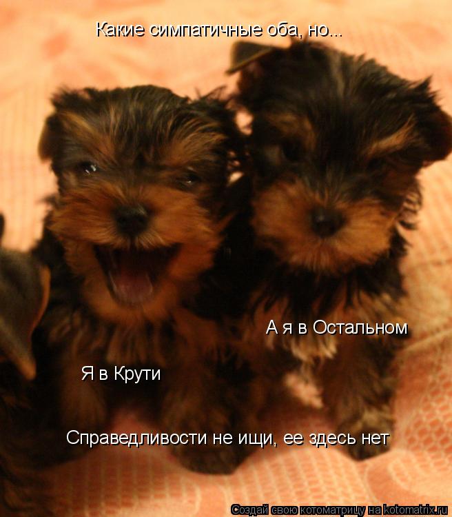 Какие симпатичные оба, но... Я в Крути А я в Остальном Справедливости не ищи, ее здесь нет... Котоматрица: Какие симпатичные оба, но... Я в Крути А я в Остальном Справедливости не ищи, ее здесь нет