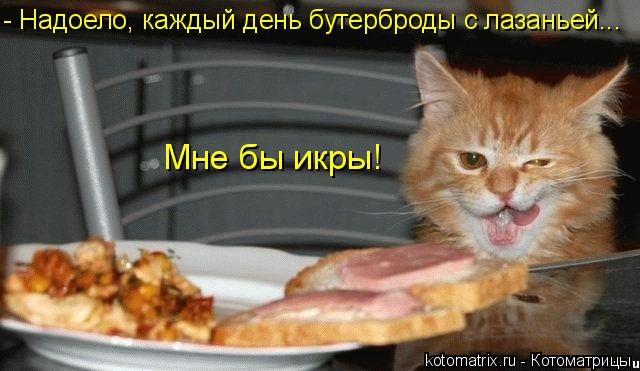 Котоматрица: - Надоело, каждый день бутерброды с лазаньей... Мне бы икры!