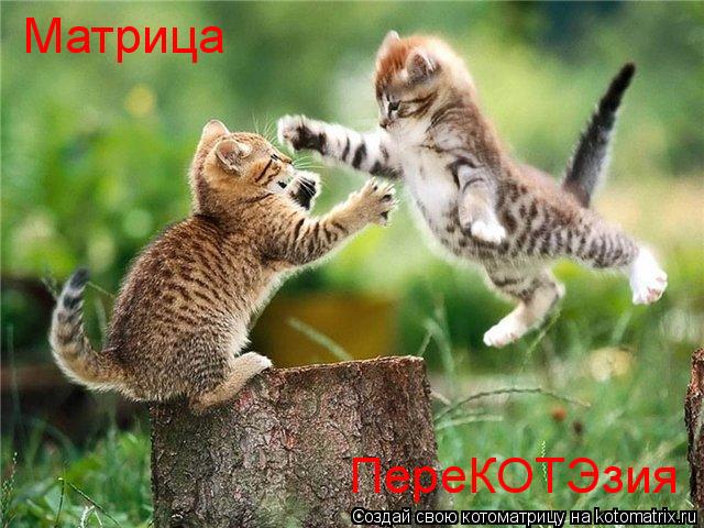 Котоматрица: Матрица ПереКОТЭзия