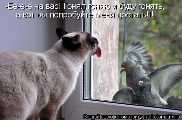 Котоматрица: -Бе-е-е на вас! Гонял,гоняю и буду гонять, а вот вы попробуйте меня достать!!!