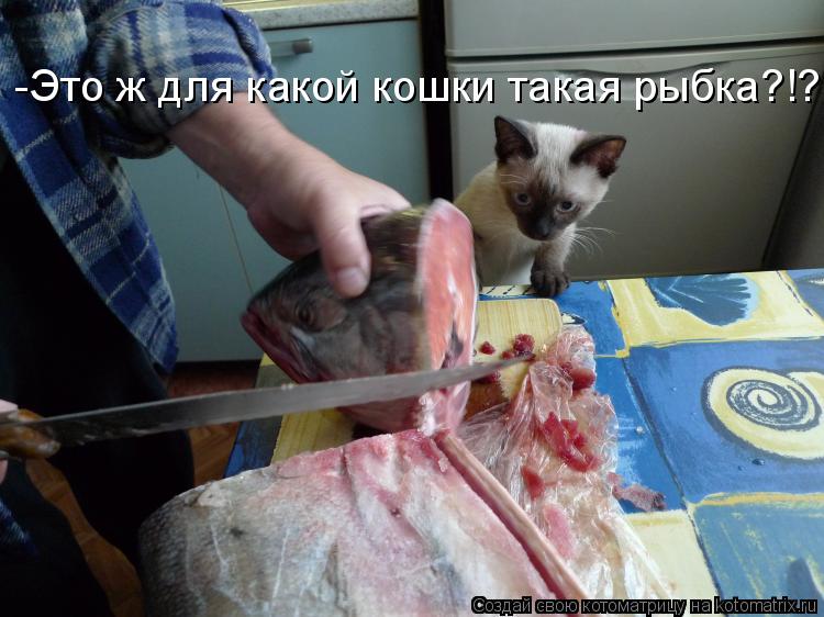 Котоматрица: -Это ж для какой кошки такая рыбка?!?
