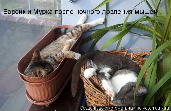Котоматрица: Барсик и Мурка после ночного ловления мышей . . .