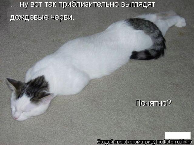 Котоматрица: дождевые черви. Понятно? ... ну вот так приблизительно выглядят
