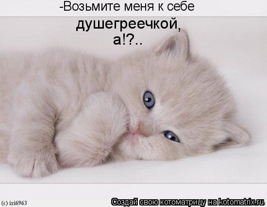 Котоматрица: -Возьмите меня к себе душегреечкой , а!?..