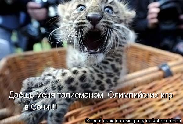 Котоматрица: Даёшь меня талисманом  Олимпийских игр  в Сочи!!!
