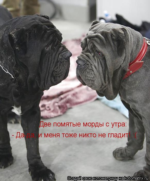 Котоматрица: Две помятые морды с утра: - Да-да, и меня тоже никто не гладит! :(