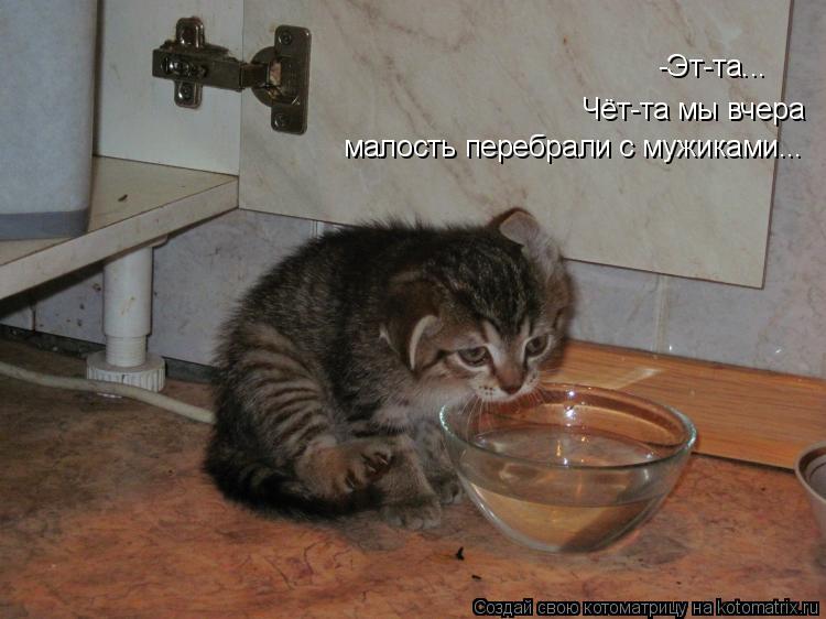 Котоматрица: -Эт-та... Чёт-та мы вчера малость перебрали с мужиками...