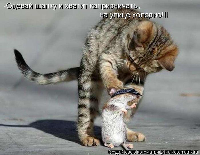 Котоматрица: -Одевай шапку и хватит капризничать , на улице холодно!!!