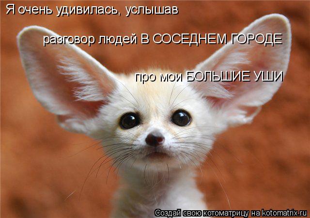 Котоматрица: Я очень удивилась, услышав разговор людей В СОСЕДНЕМ ГОРОДЕ про мои БОЛЬШИЕ УШИ