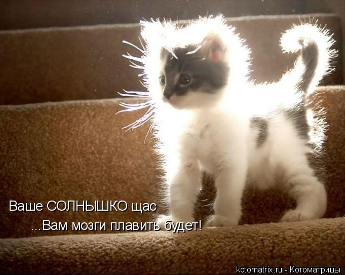 Котоматрица: Ваше СОЛНЫШКО щас ...Вам мозги плавить будет!