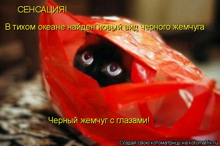 Котоматрица: СЕНСАЦИЯ! В тихом океане найден новый вид черного жемчуга Черный жемчуг с глазами!