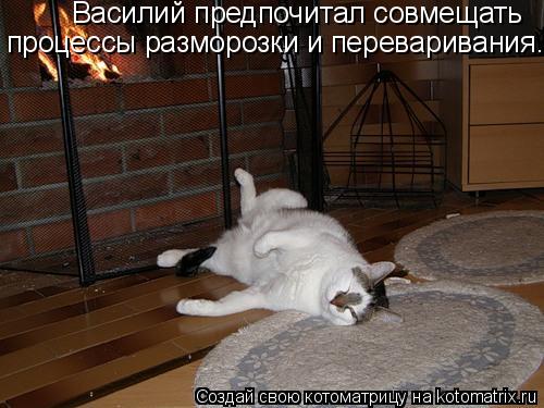 Котоматрица: Василий предпочитал совмещать процессы разморозки и переваривания.