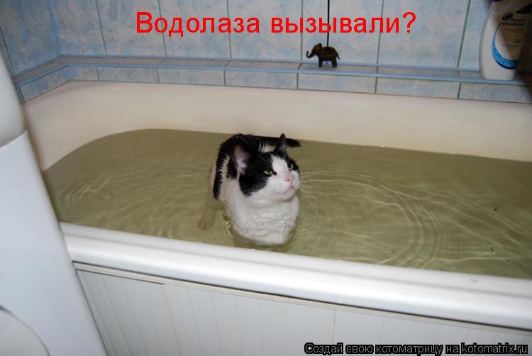 Котоматрица: Водолаза вызывали?