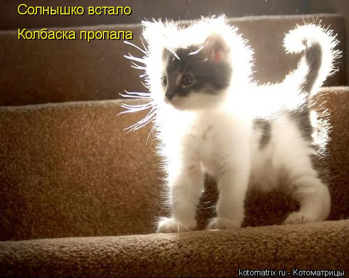 Котоматрица: Солнышко встало Колбаска пропала