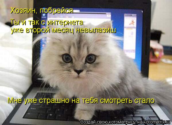 Котоматрица: Хозяин, побрейся Ты и так с интернета  уже второй месяц невылазиш  Мне уже страшно на тебя смотреть стало