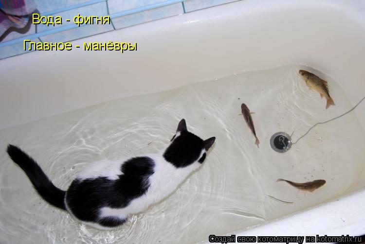 Котоматрица: Вода - фигня Главное - манёвры