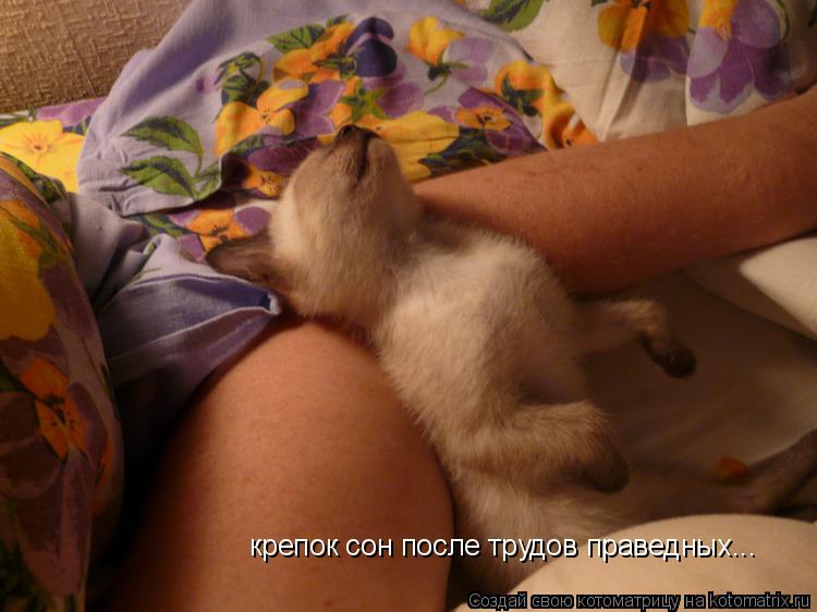 Котоматрица: крепок сон после трудов праведных...