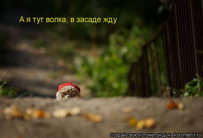 Котоматрица: А я тут волка, в засаде жду