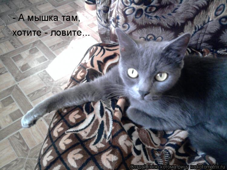 Котоматрица: - А мышка там, хотите - ловите...
