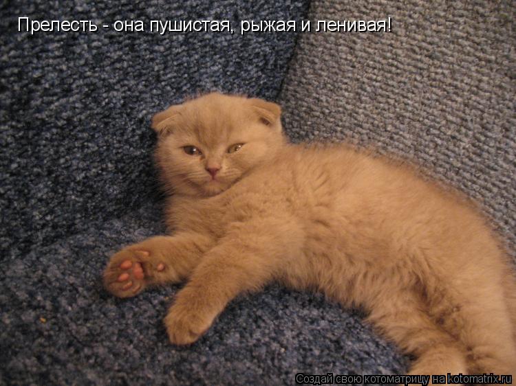 Котоматрица: Прелесть - она пушистая, рыжая и ленивая!