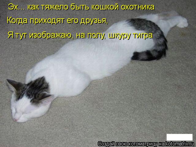 Котоматрица: Эх... как тяжело быть кошкой охотника Когда приходят его друзья, Я тут изображаю, на полу, шкуру тигра