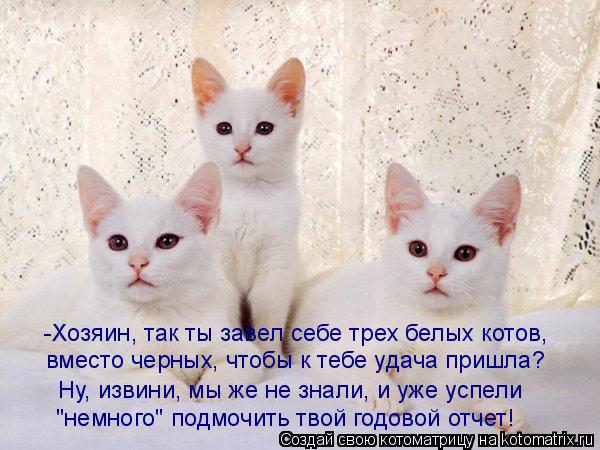 Котоматрица: -Хозяин, так ты завел себе трех белых котов,  вместо черных, чтобы к тебе удача пришла? Ну, извини, мы же не знали, и уже успели  "немного" подмоч