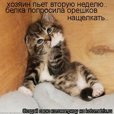 хозяин пьет вторую неделю.. белка попросила орешков нащелкать..... Котоматрица: хозяин пьет вторую неделю.. белка попросила орешков нащелкать..