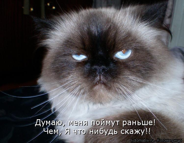 Котоматрица: Думаю, меня поймут раньше! Чем, Я что нибудь скажу!!