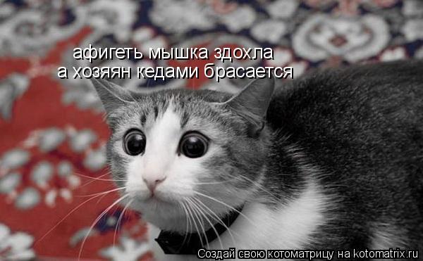 Котоматрица: афигеть мышка здохла а хозяян кедами брасается